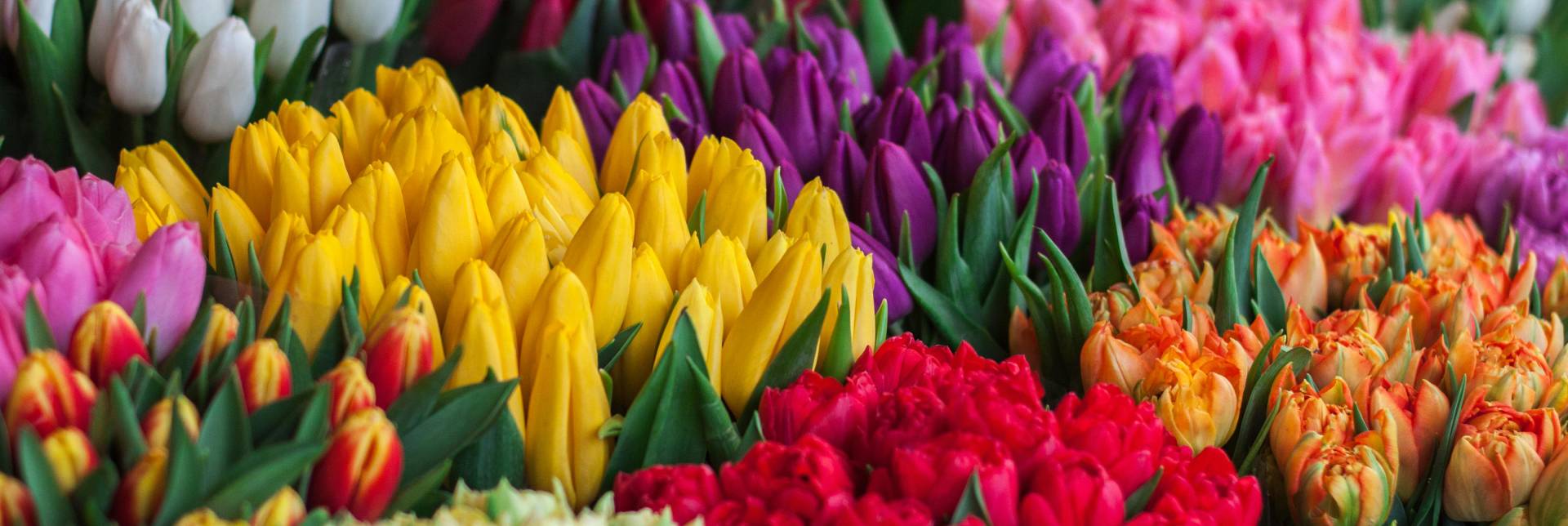 بندرعباس مال - روشا گل